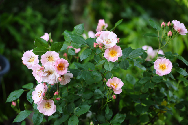 薔薇 深紅のラバクルート、ピンクのローブリッターなど _a0357206_21054096.jpg