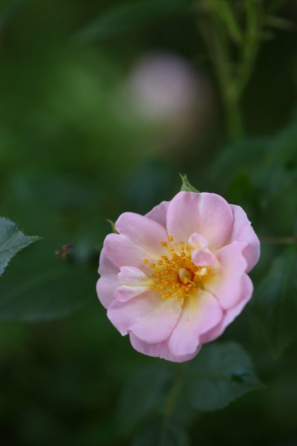 薔薇 深紅のラバクルート、ピンクのローブリッターなど _a0357206_21055100.jpg