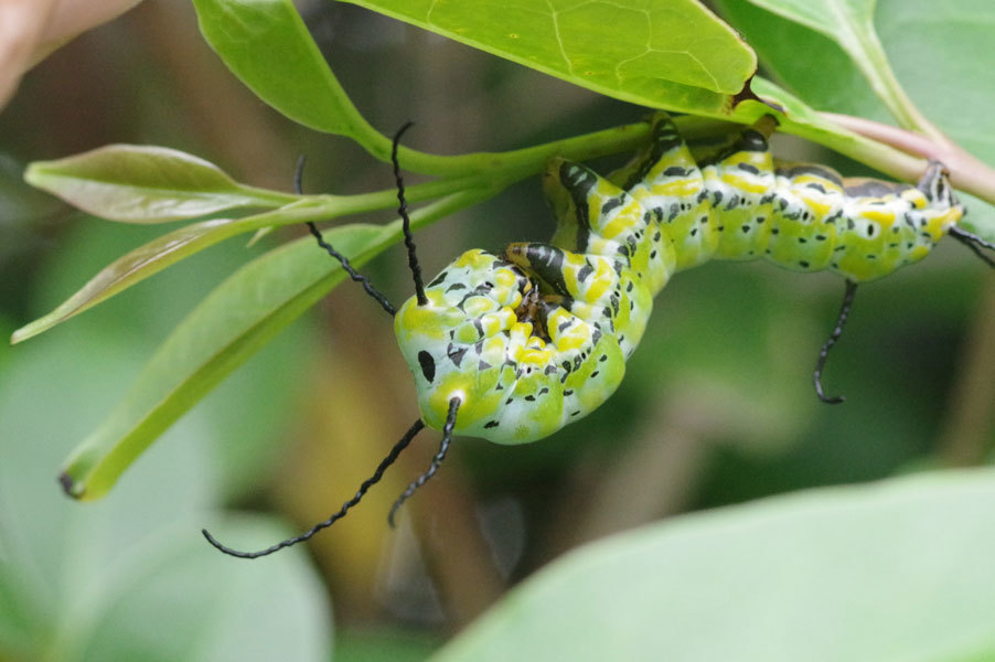 昆虫ブログ むし探検広場