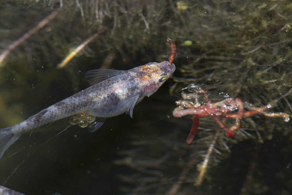 食べてる感が高い 冷凍赤虫 小さな庭と めだかのいる暮らし