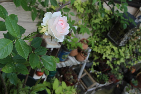 ドンファンを切り花に 他のバラ Etc おやgをバラ庭に連れてって