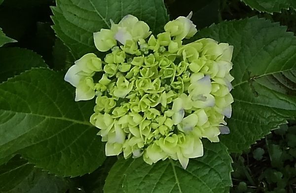 初夏の公園_d0224111_09314757.jpg