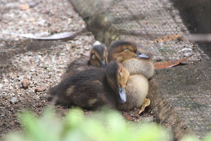 生後10日のヨシガモのヒナ（井の頭自然文化園 July 2019）_b0355317_21134018.jpg