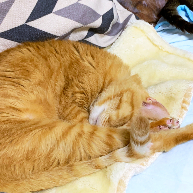 ぐっすり眠れる幸せ。_d0355333_23415111.jpg