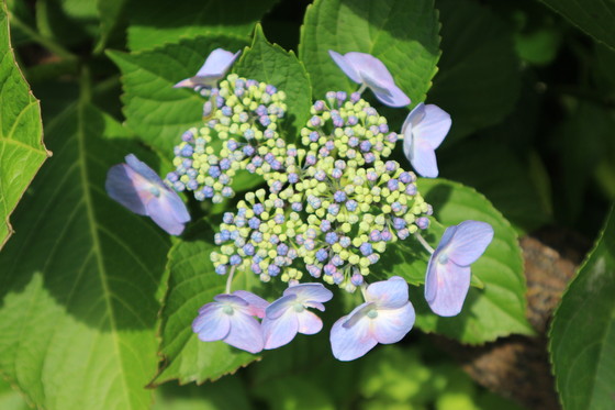 里山にカキランが咲き始めていた！_e0272335_15492576.jpg