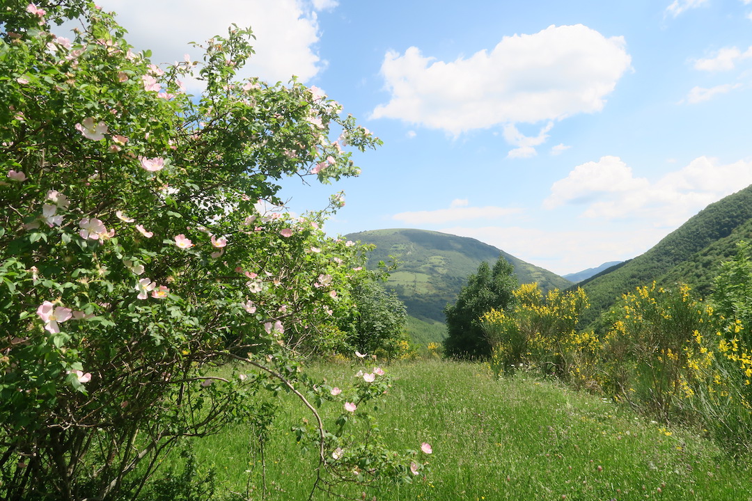 川沿いに花の道ゆけば山と修道院、クッコ山_f0234936_8182253.jpg