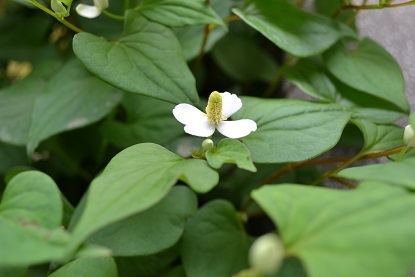 ドクダミ と 花の終わり Hanasdiary Exblog Jp ドクダミ と 花の終わり Hanasdiary Exblog Jp