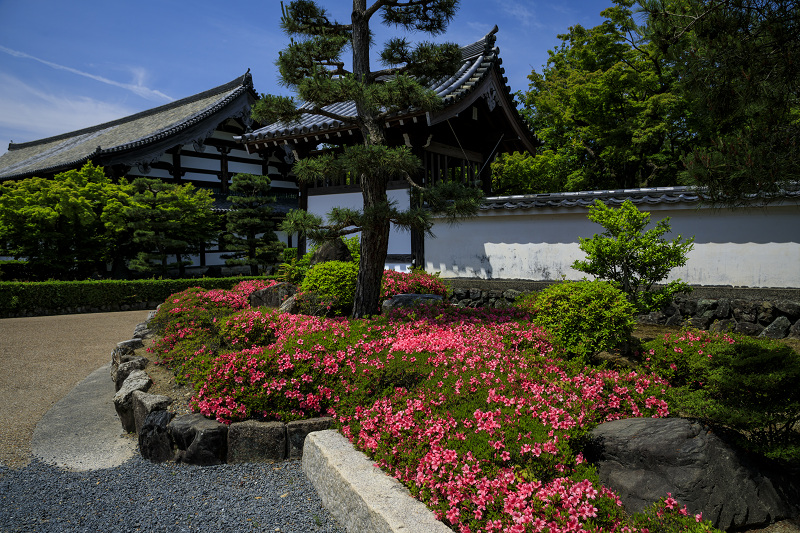 サツキと新緑が彩る東福寺界隈 花景色 K W C Photoblog サツキと新緑が彩る東福寺界隈 花景色 K W C Photoblog