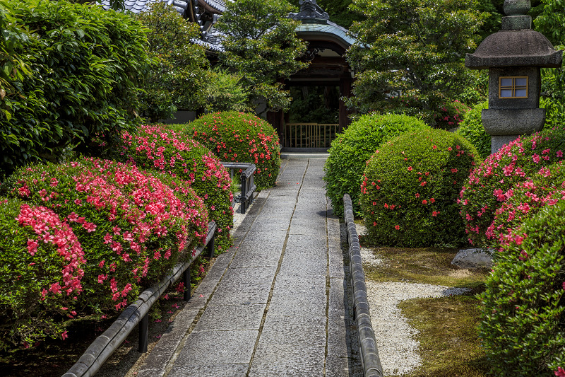 サツキの栄摂院_f0155048_23551611.jpg