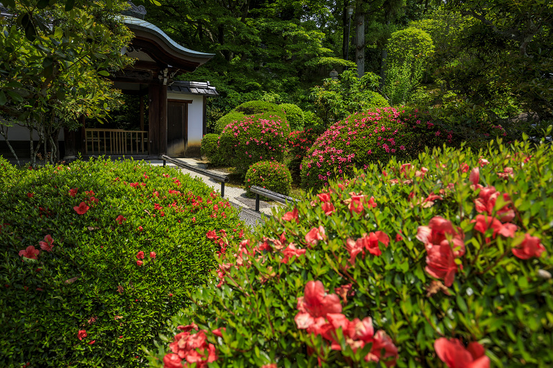 サツキの栄摂院_f0155048_23554578.jpg