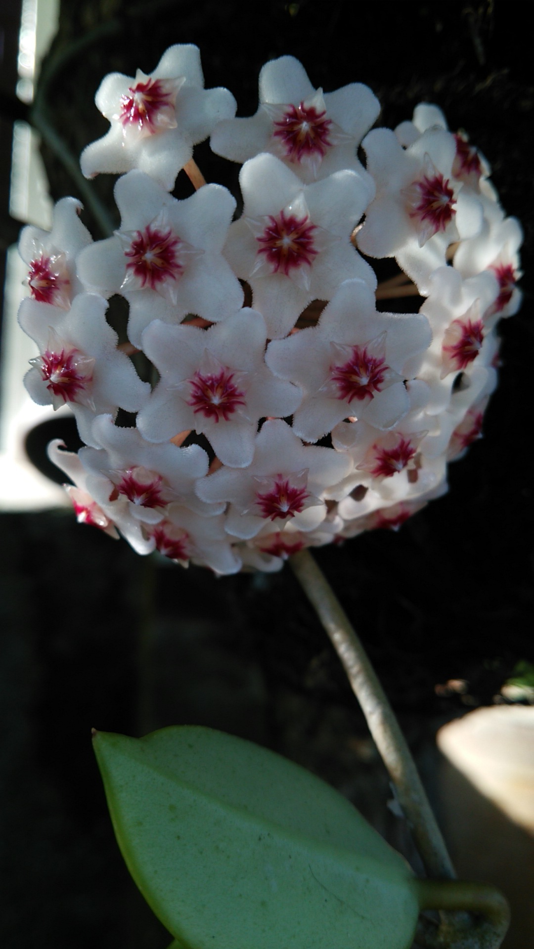 サクララン 桜蘭 花開く 琉球ひねもすのたりのたり