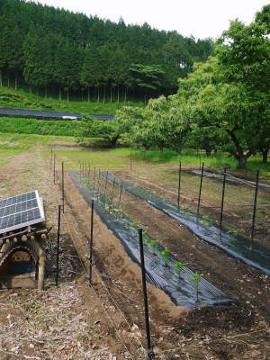 米作りの挑戦(2020) 田植え 今年は昨年よりもさらに10日早い田植えです!(前編)_a0254656_18260341.jpg