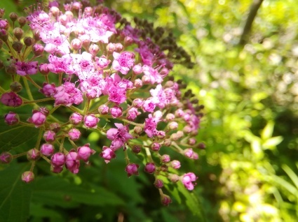 シモツケの星…_b0368362_13234491.jpg