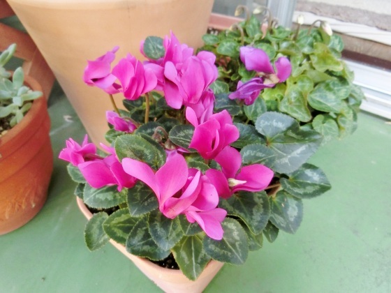 最近のわが家の植物たち、ゴーヤの苗やらコーヒーの花やら_e0045768_22023738.jpg