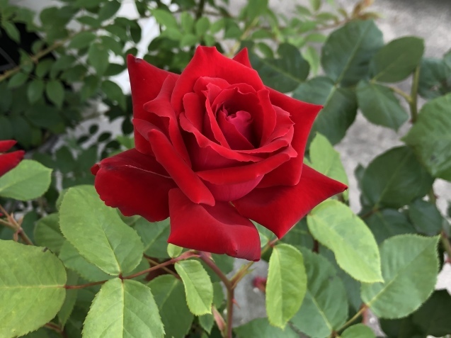 クリムソン グローリー。_a0394574_22371920.jpeg