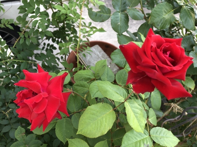 クリムソン グローリー。_a0394574_22483402.jpeg