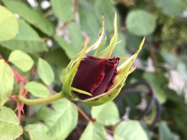 クリムソン グローリー。_a0394574_22510366.jpeg