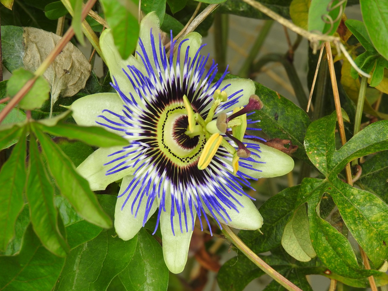 『時計草(トケイソウ)や更紗空木(サラサウツギ)の花等～』_d0054276_19255742.jpg