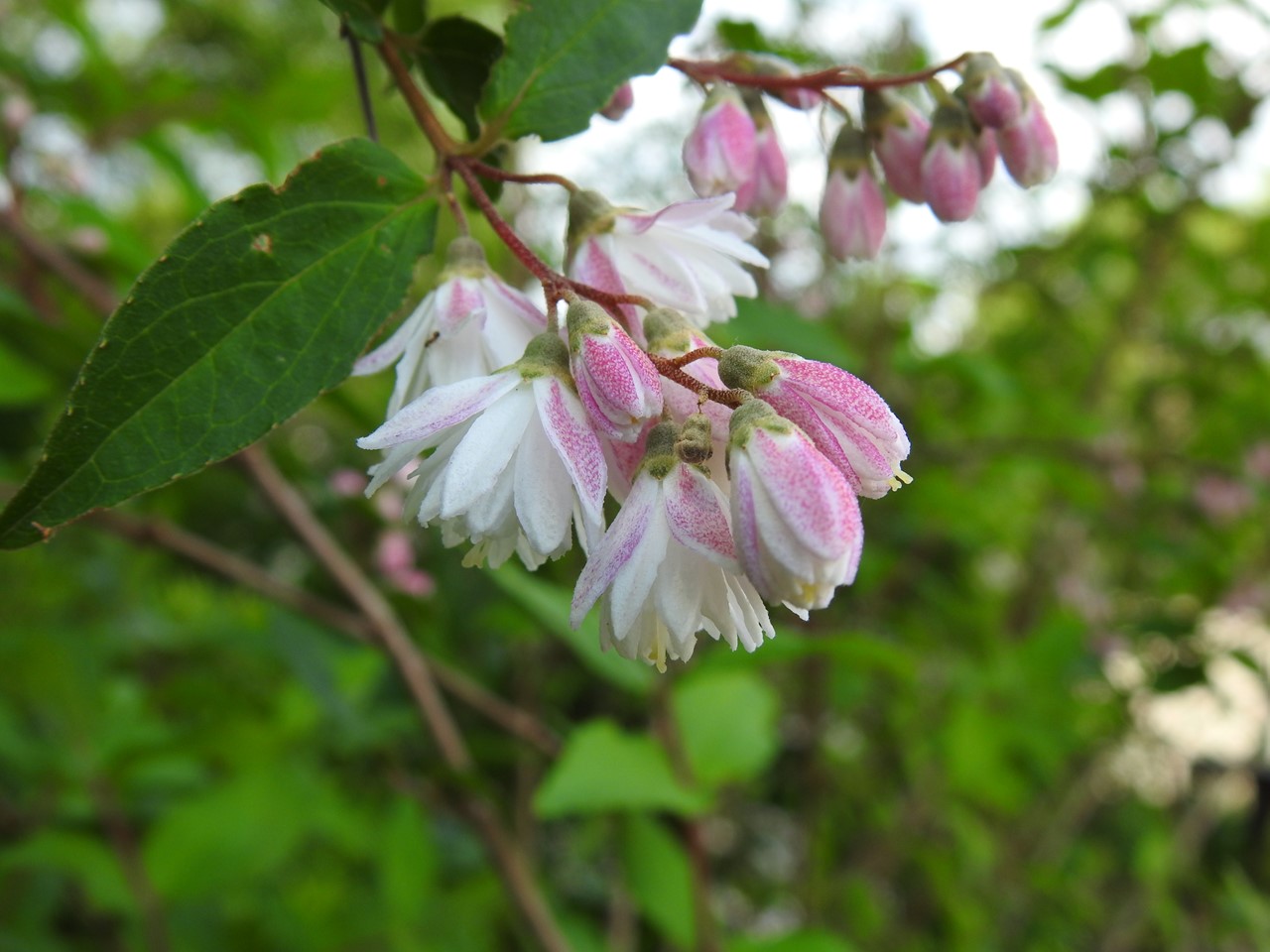 『時計草(トケイソウ)や更紗空木(サラサウツギ)の花等～』_d0054276_19321344.jpg