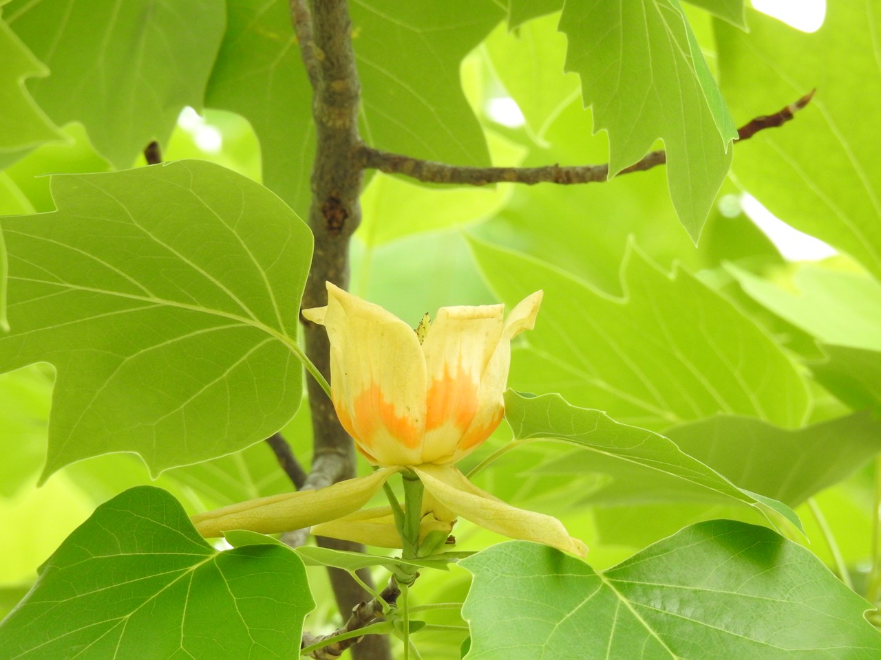 『時計草(トケイソウ)や更紗空木(サラサウツギ)の花等～』_d0054276_19333558.jpg