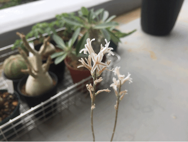 虫は来るのかその花で ハオルチア トランシエンス サイキック迷子