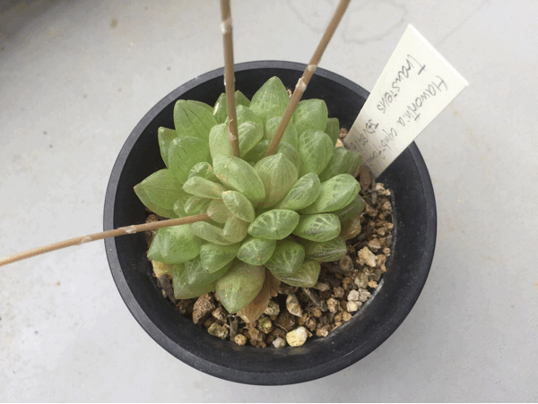 虫は来るのかその花で ハオルチア トランシエンス サイキック迷子