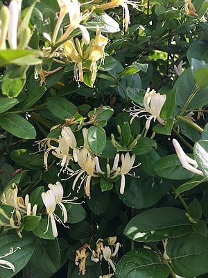 クリーム色の花 クライミング 日々の覚え書 クリーム色の花 クライミング 日々の覚え書
