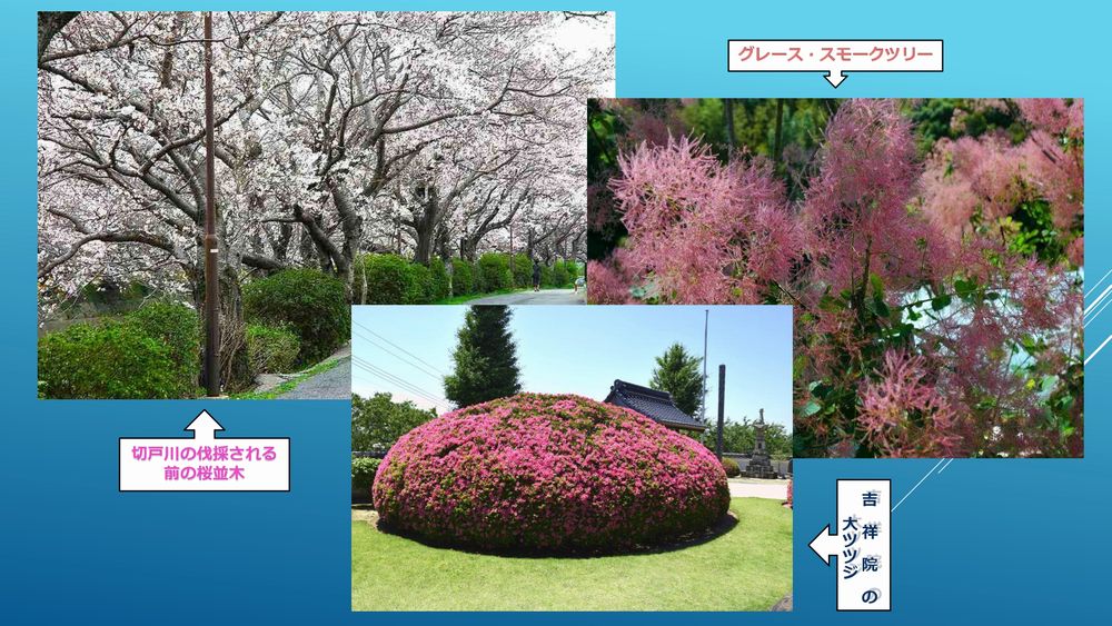 思い出の珍しい草花 その2_d0061579_8111248.jpg