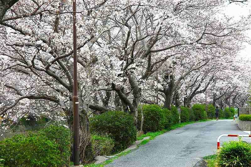 思い出の珍しい草花 その2_d0061579_815788.jpg