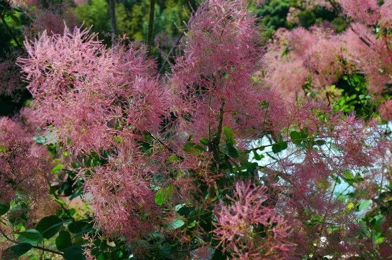 思い出の珍しい草花 その2_d0061579_819298.jpg