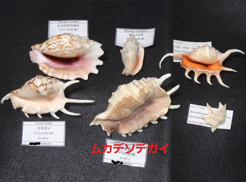 貝殻の標本 スウェインソンモオリガイほか5点（ガクフボラ科