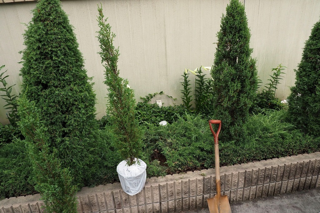 コニファー植え替え 新しい発見 コニファー植え替え 新しい発見