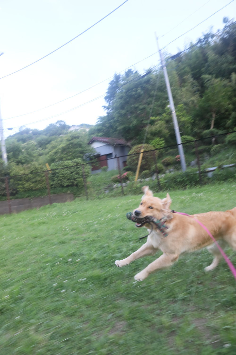 やられました_b0275998_11391609.jpg