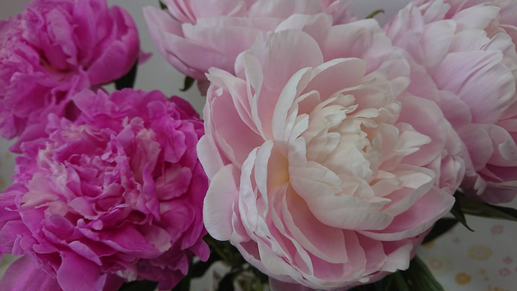 ピオニー 美しい 都紫の花森