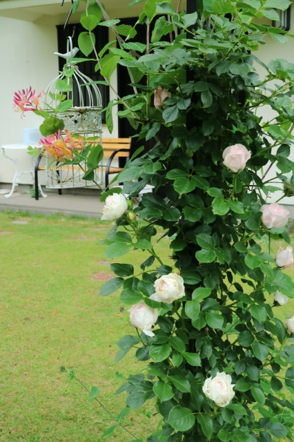 6月のカレンダーとやっぱりバラ活~♪_e0397815_21035071.jpg