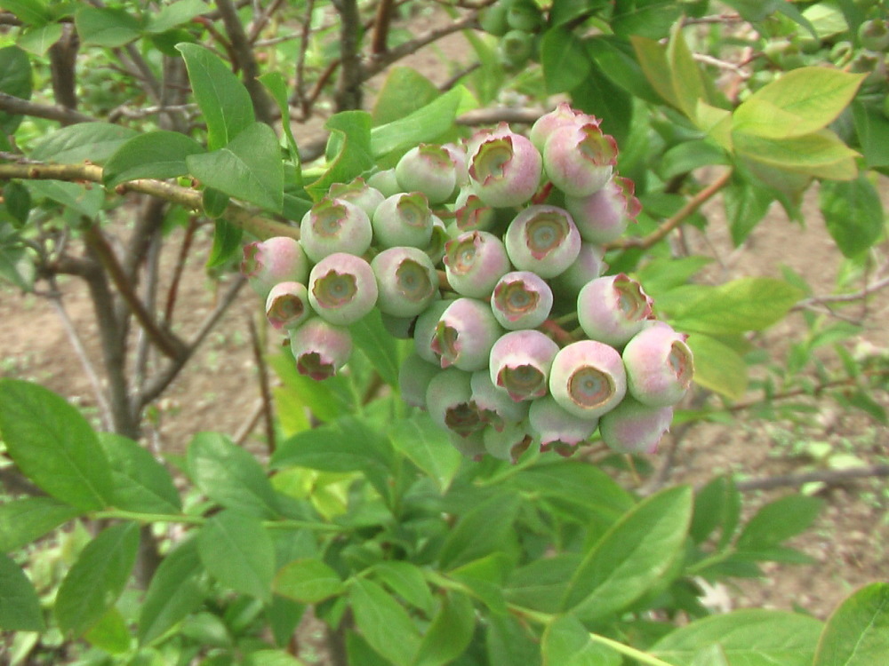 花と野菜 6月 2020-6-5_c0335218_20291509.jpg