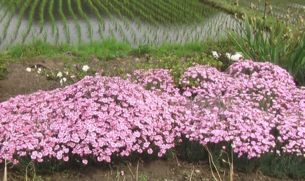 花と野菜 6月 2020-6-5_c0335218_20320004.jpg