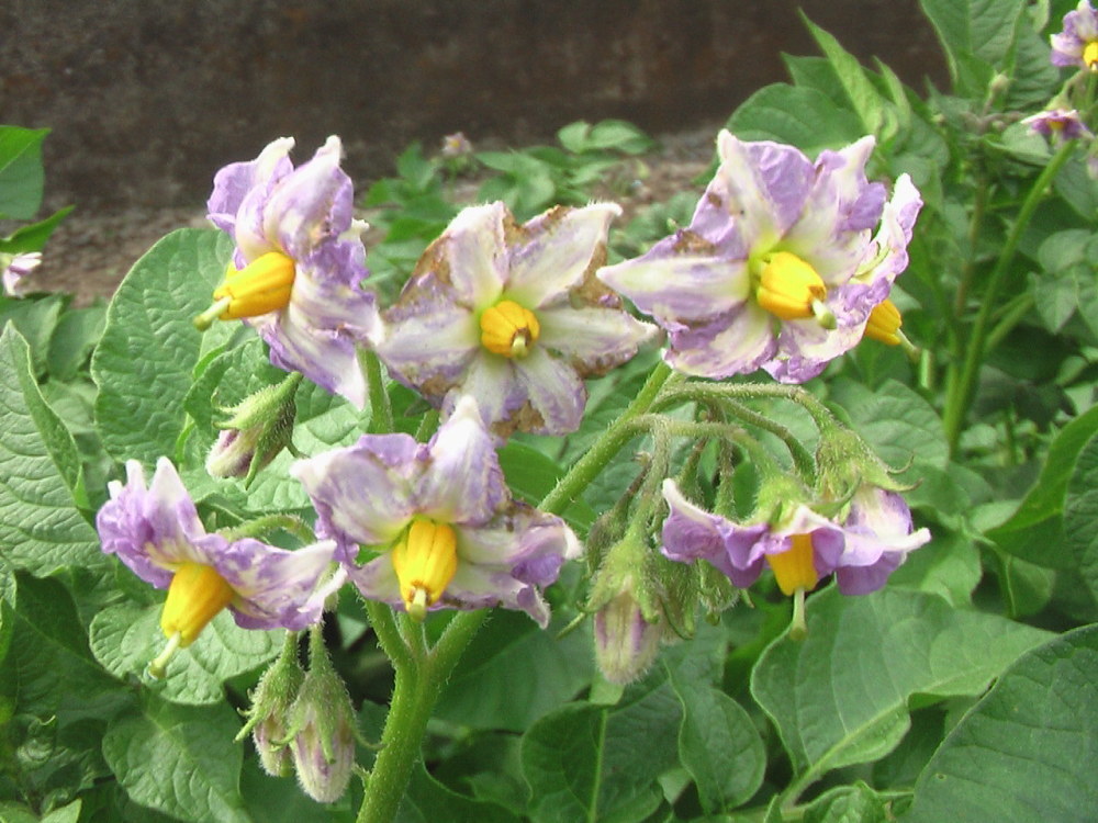 花と野菜 6月 2020-6-5_c0335218_20325801.jpg