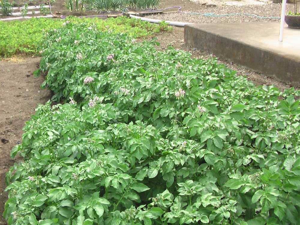 花と野菜 6月 2020-6-5_c0335218_20331451.jpg