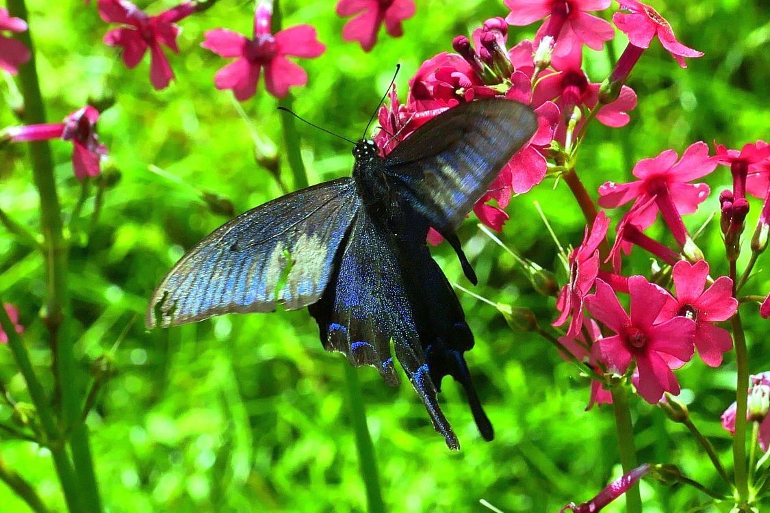 2020年初夏の日光紀行(3) クリンソウにカラスアゲハが! こんなラッキ~があるなんて♪ 田母沢御用邸記念公園_a0031821_17353521.jpg