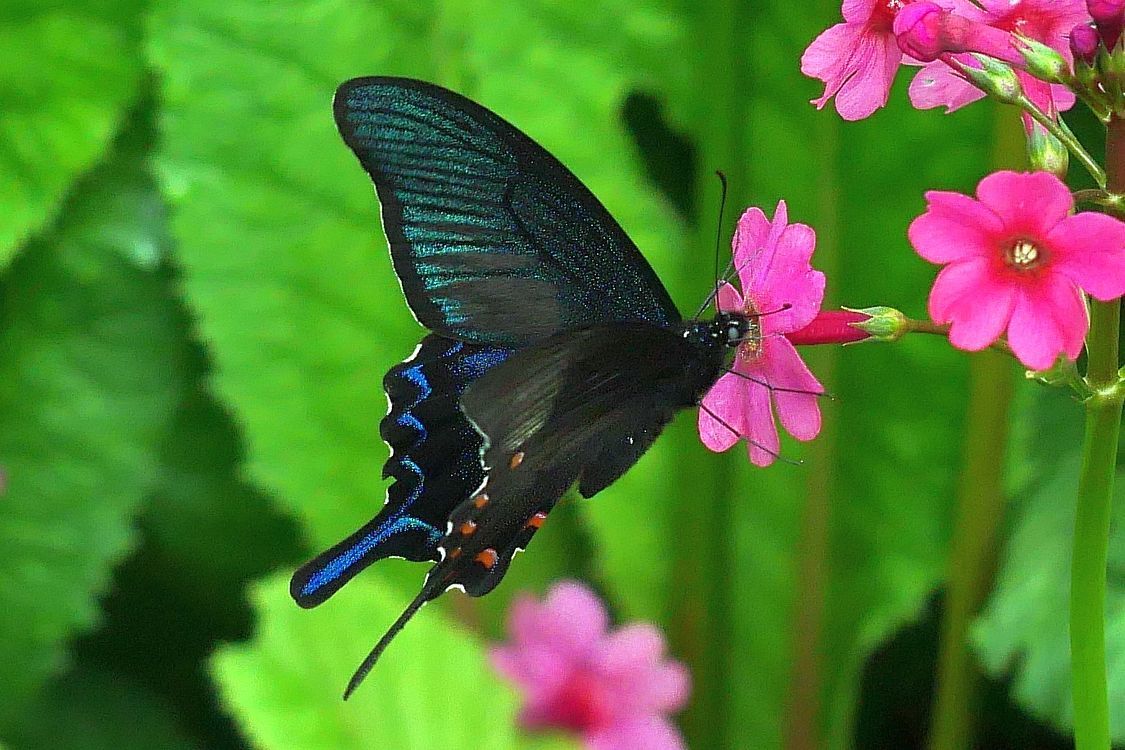 2020年初夏の日光紀行(3) クリンソウにカラスアゲハが! こんなラッキ~があるなんて♪ 田母沢御用邸記念公園_a0031821_17414305.jpg