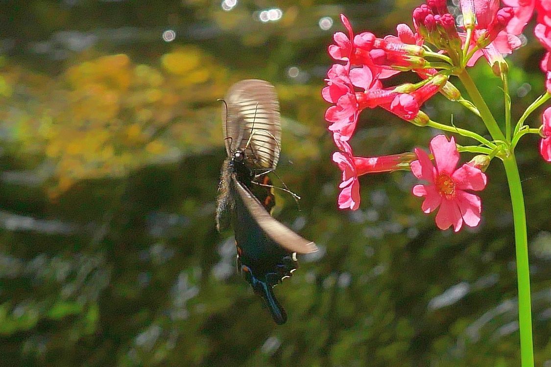 ２０２０年初夏の日光紀行（３）　クリンソウにカラスアゲハが！　こんなラッキ～があるなんて♪　田母沢御用邸記念公園_a0031821_17425092.jpg