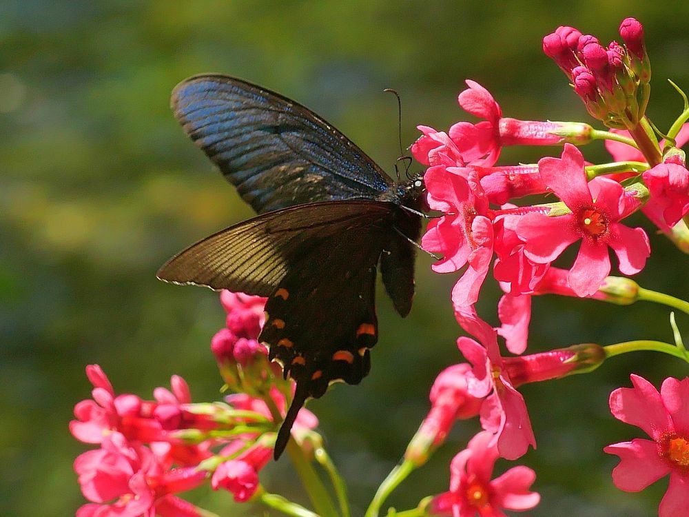 2020年初夏の日光紀行(3) クリンソウにカラスアゲハが! こんなラッキ~があるなんて♪ 田母沢御用邸記念公園_a0031821_17443143.jpg