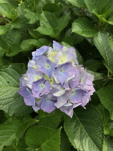 臨時休業日ブログ①_e0195325_19533302.jpeg