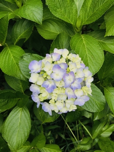 臨時休業日ブログ①_e0195325_19555355.jpeg