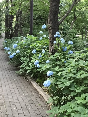 臨時休業日ブログ①_e0195325_19571580.jpeg