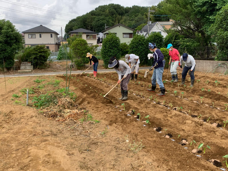 里芋 八頭の定植 さむはら農園 17年から 里芋 八頭の定植 さむはら農園 17年から