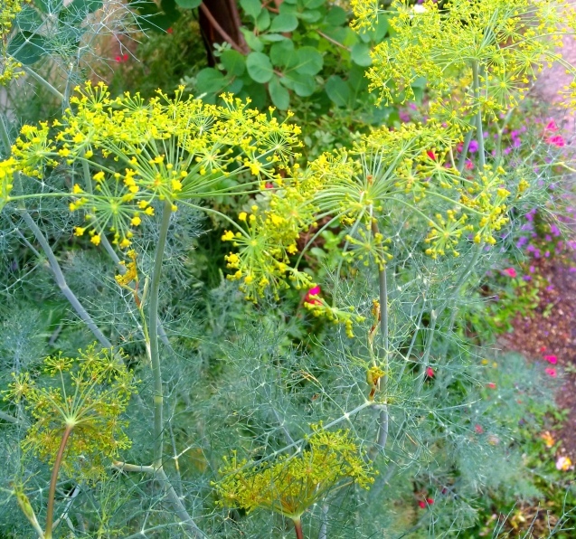 ディルの花 ルンルンのルン