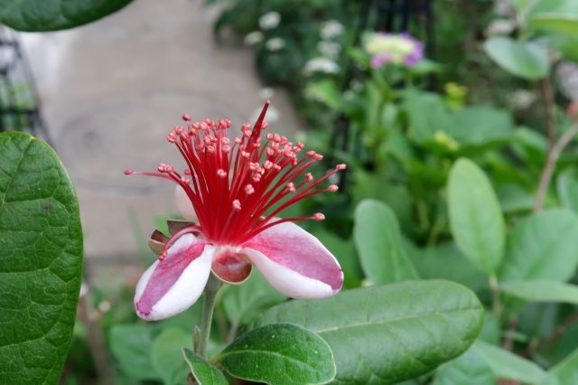 フェイジョアの花 ひだまりの庭 ヒネモスノタリ