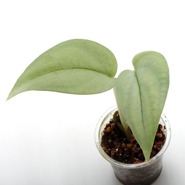 New arrival plants and FORESTA | 新掲載植物 可愛いシダや New arrival plants and FORESTA | 新掲載植物 可愛いシダや